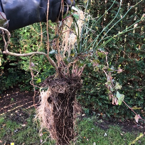 recently removed vegetation from a downpipe 